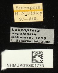 Laccoptera nepalensis • All Rights Reserved Museum Label
