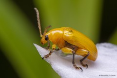 Lema (Petauristes) pectoralis • © Marcus Ng Fu Chuan • All Rights Reserved