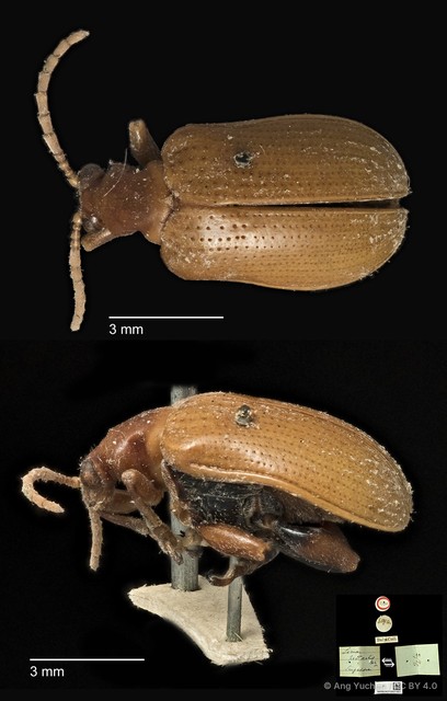 Lema (Petauristes) pectoralis • © Ang Yuchen • CC BY 4.0