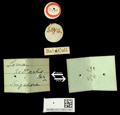 Lema (Petauristes) pectoralis • All Rights Reserved Museum Label