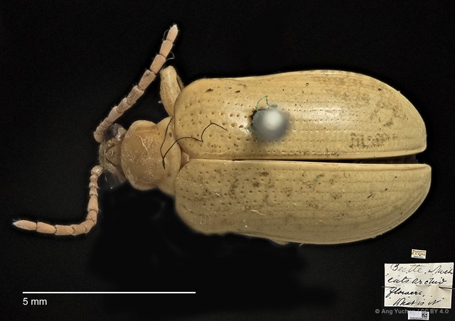 Lema (Petauristes) pectoralis