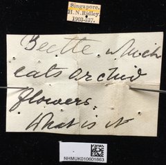 Lema (Petauristes) pectoralis • All Rights Reserved Museum Label