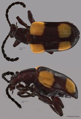 Lilioceris quadripustulata • © Maimon Hussin • All Rights Reserved