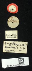 Lorentzocassis aruensis • All Rights Reserved Museum Label