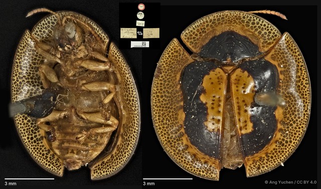 Malayocassis hilaris • © Ang Yuchen • CC BY 4.0