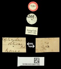 Malayocassis hilaris • All Rights Reserved Museum Label