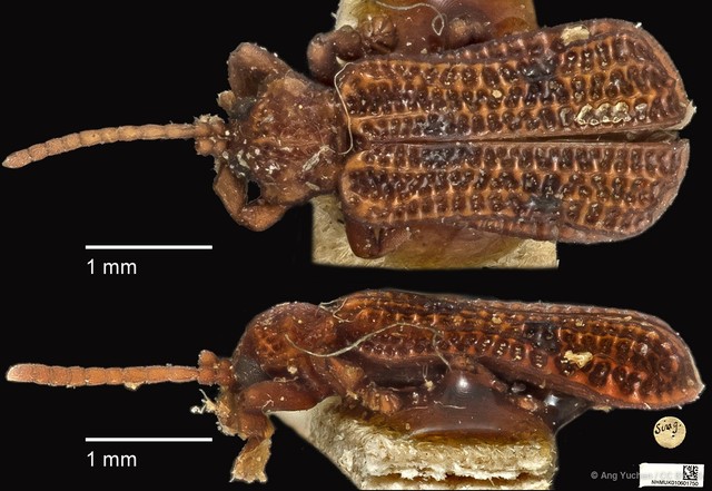 Micrispa sp. "indet." • © Ang Yuchen • CC BY 4.0