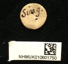 Micrispa sp. "indet." • All Rights Reserved Museum Label
