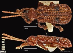 Micrispa exigua • © Ang Yuchen • CC BY 4.0