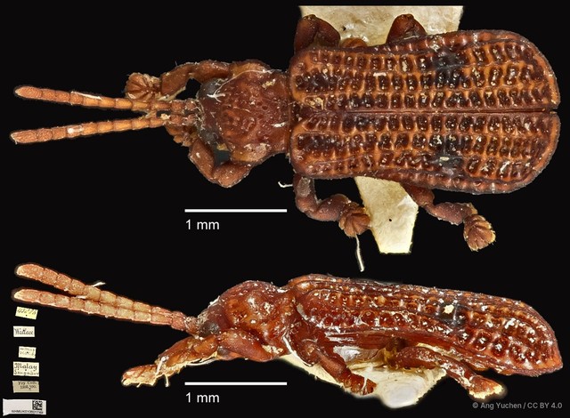 Micrispa exigua • © Ang Yuchen • CC BY 4.0