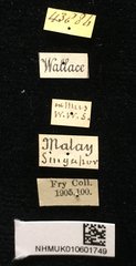 Micrispa exigua • All Rights Reserved Museum Label