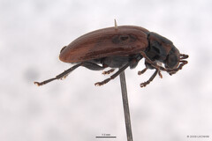 Monolepta murphyi • © LKCNHM • All Rights Reserved Adult