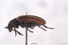 Monolepta murphyi • © LKCNHM • All Rights Reserved Adult