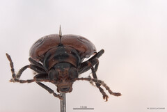 Monolepta murphyi • © LKCNHM • All Rights Reserved Adult
