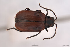 Monolepta murphyi • © LKCNHM • All Rights Reserved Adult