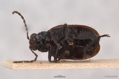 Monolepta murphyi • © LKCNHM • All Rights Reserved Adult