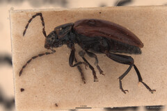 Monolepta murphyi • © LKCNHM • All Rights Reserved Adult
