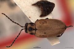 Monolepta murphyi • © LKCNHM • All Rights Reserved Adult