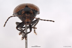 Monolepta murphyi • © LKCNHM • All Rights Reserved Adult
