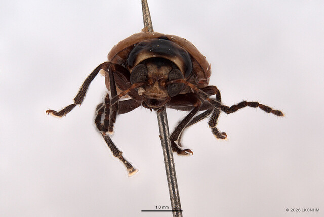 Monolepta murphyi, Adult