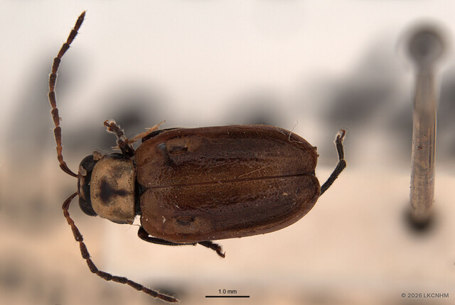 Monolepta murphyi, Adult