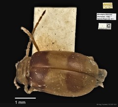 Monolepta bifasciata • © Ang Yuchen • CC BY 4.0