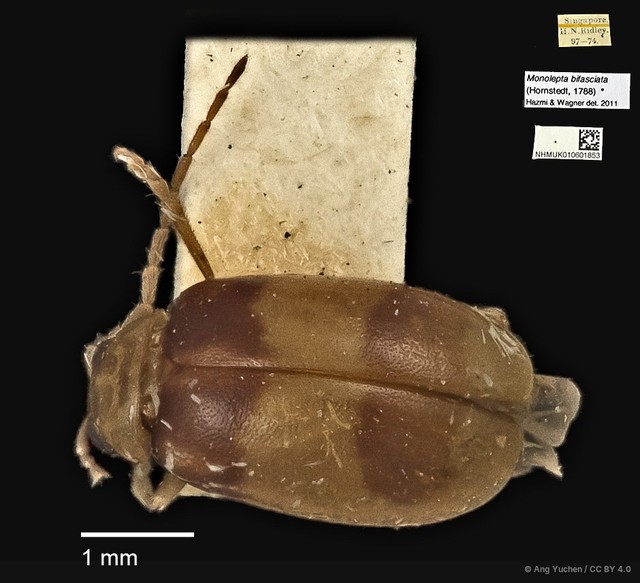 Monolepta bifasciata • © Ang Yuchen • CC BY 4.0