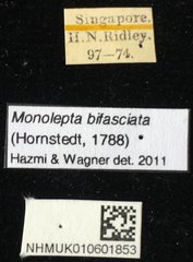 Monolepta bifasciata • All Rights Reserved Museum Label