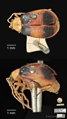 Monolepta bifasciata • © Ang Yuchen • CC BY 4.0
