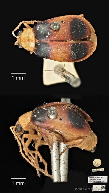 Monolepta bifasciata