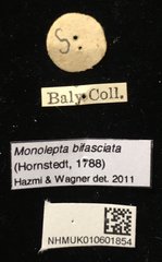 Monolepta bifasciata • All Rights Reserved Museum Label