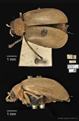 Monolepta jacobyi • © Ang Yuchen • CC BY 4.0