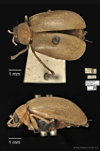 Monolepta jacobyi • © Ang Yuchen • CC BY 4.0