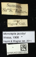 Monolepta jacobyi • All Rights Reserved Museum Label