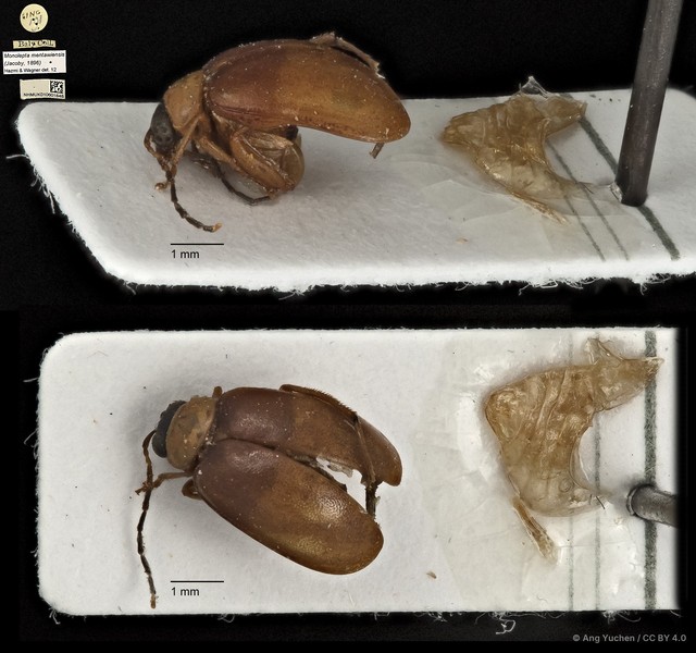 Monolepta mentaweiensis • © Ang Yuchen • CC BY 4.0
