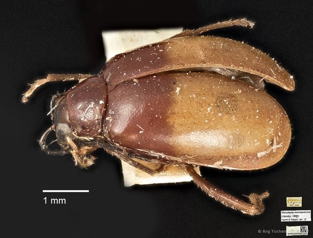 Monolepta mentaweiensis