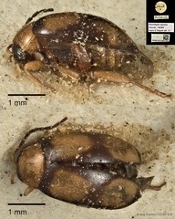 Monolepta signata • © Ang Yuchen • CC BY 4.0