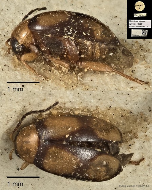 Monolepta signata • © Ang Yuchen • CC BY 4.0