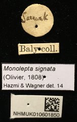 Monolepta signata • All Rights Reserved Museum Label