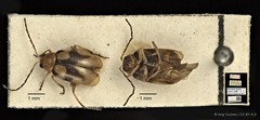 Monolepta signata • © Ang Yuchen • CC BY 4.0