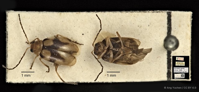 Monolepta signata