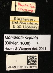 Monolepta signata • All Rights Reserved Museum Label