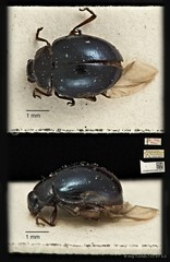 Nisotra sp. "ca45c143" • © Ang Yuchen • CC BY 4.0