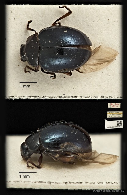 Nisotra sp. "ca45c143" • © Ang Yuchen • CC BY 4.0