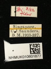 Nisotra sp. "ca45c143" • All Rights Reserved Museum Label