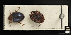 Nisotra chrysomeloides • © Ang Yuchen • CC BY 4.0