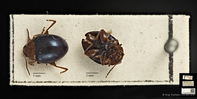 Nisotra chrysomeloides • © Ang Yuchen • CC BY 4.0