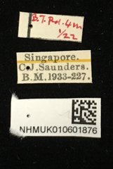 Nisotra chrysomeloides • All Rights Reserved Museum Label