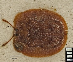 Notosacantha rufa