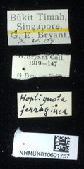 Notosacantha rufa • All Rights Reserved Museum Label